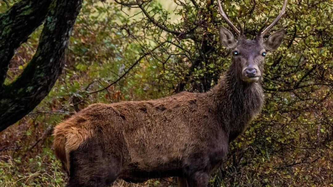 Parc naturel de Béni Snassen : l’ANEF réintroduit le cerf de Barbarie et signe six conventions de partenariat à Berkane