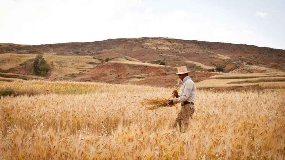 Casablanca-Settat : production céréalière prévue à 25,8 millions de quintaux, soit 28,6% de la production nationale
