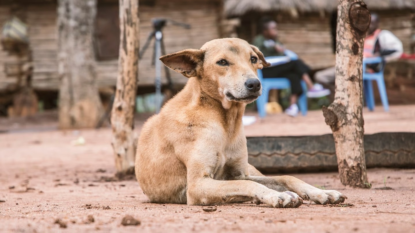 Nador: La surpopulation canine inquiète les habitants