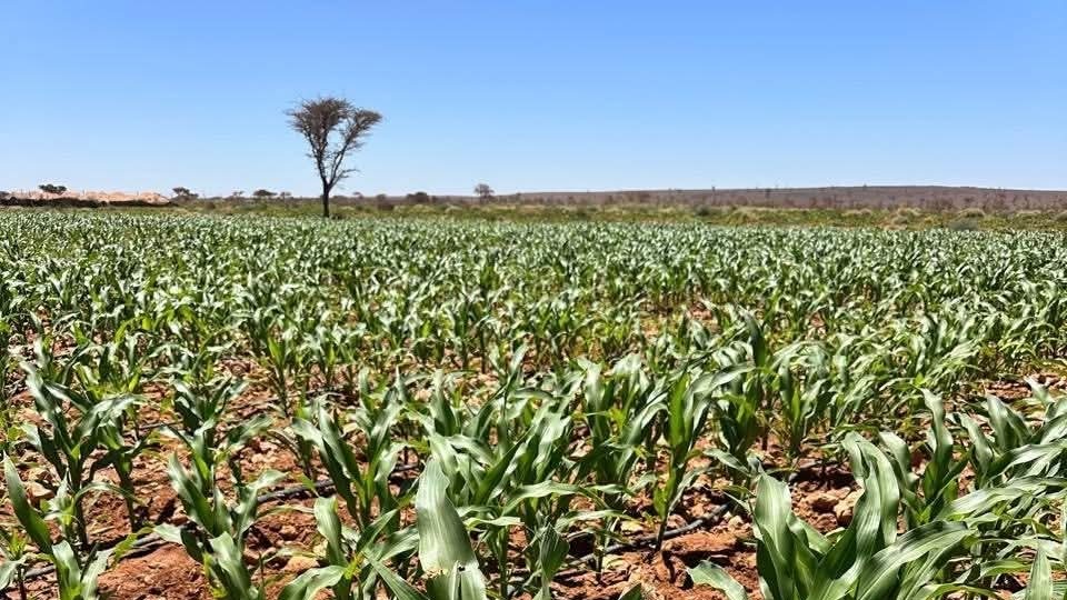 Smara : «Al-Muthmir» au chevet de la filière du maïs fourrager