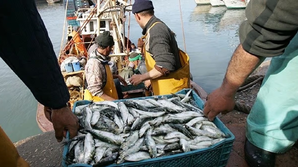Aousserd / Port de Lmahiriz  : Hausse de 75% des débarquements de pêche côtière et traditionnelle à fin mai