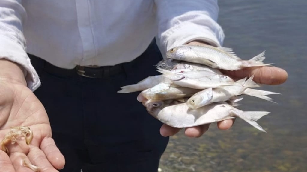 Azemmour : Une nouvelle mortalité de poissons inquiète sur le fleuve Oum Er-Rbia 