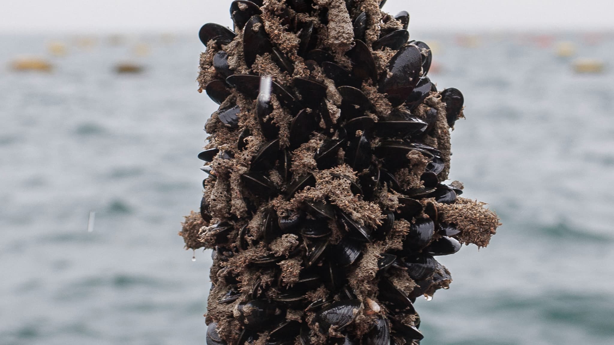 Une bactérie carnivore menace les plages européennes