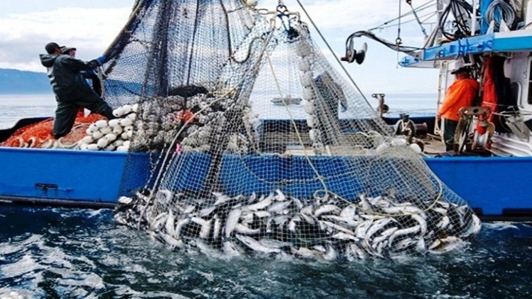 Ressources halieutiques : Qui fixe réellement les prix de nos poissons ? 