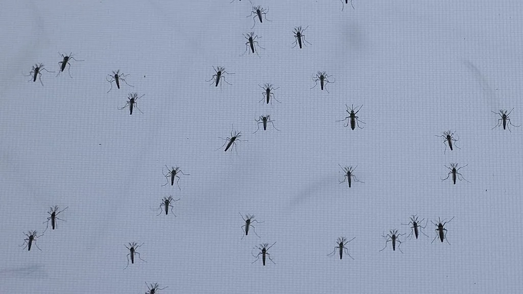 Invasion de moustiques en Allemagne 