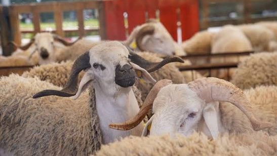 Moutons : Rabat va-t-il enfin faire grâce aux importateurs ?