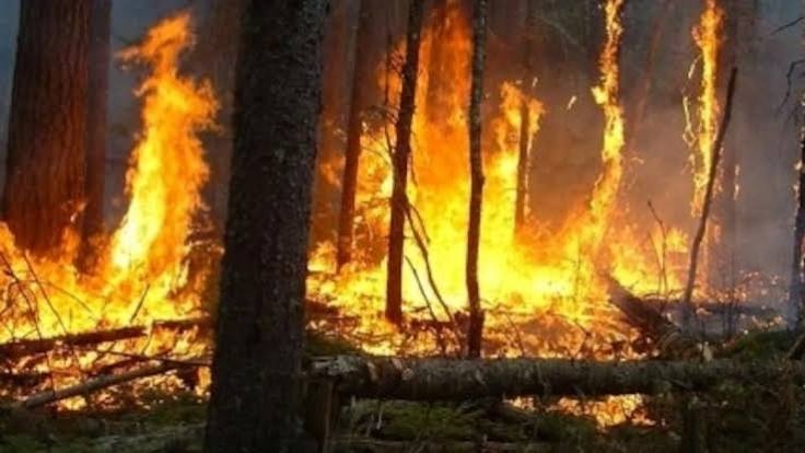 Nador : Deux incendies simultanés mobilisent d'importants moyens terrestres
