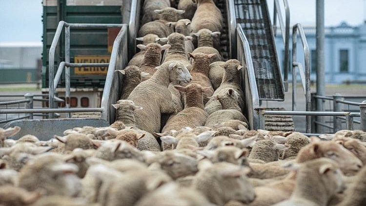 Importations de bétail  : Pourquoi l’enquête parlementaire est passée à la trappe !