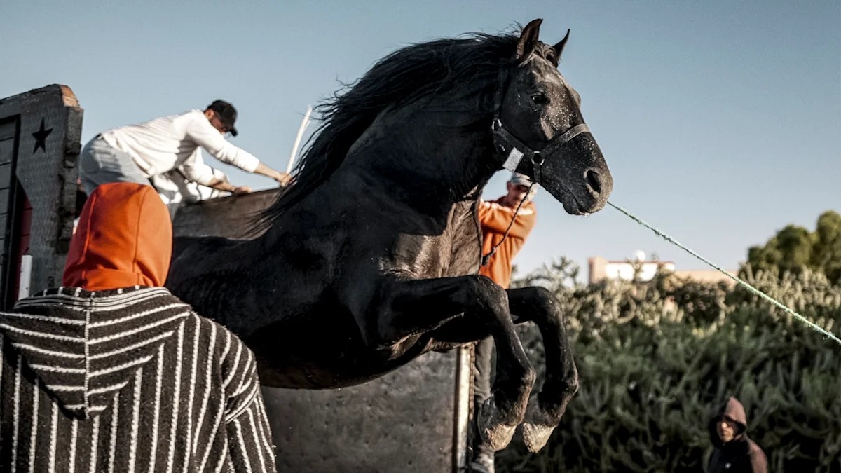 « Bardi » de Tala Hadid : la Tbourida marocaine s’invite au New York Film Festival