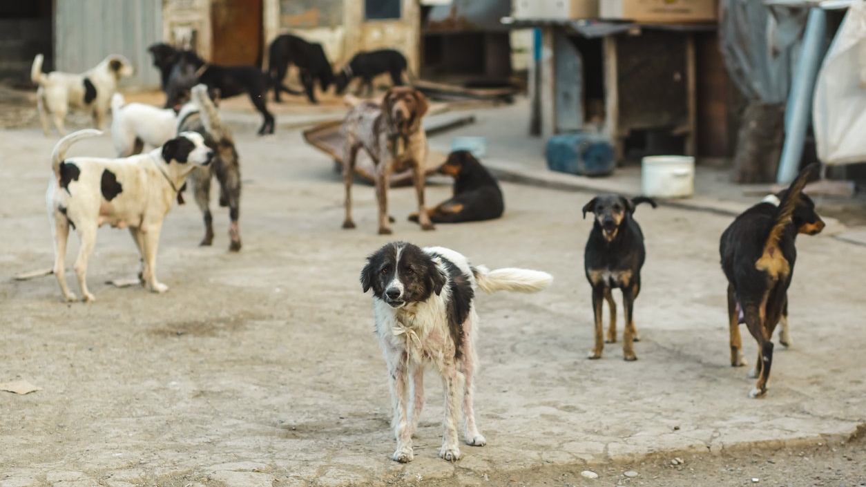 Les oubliés de la protection animale