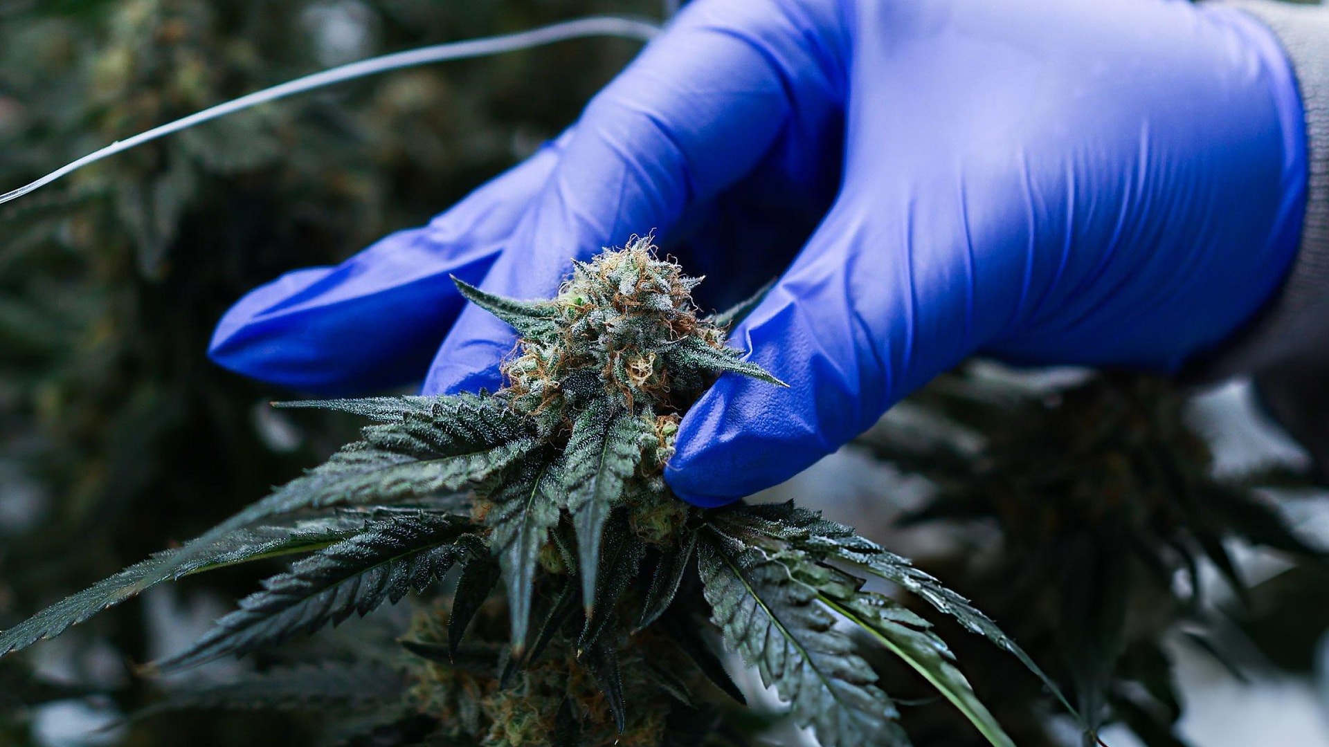 Cannabis médical : Après la production, place au dilemme de la prescription !