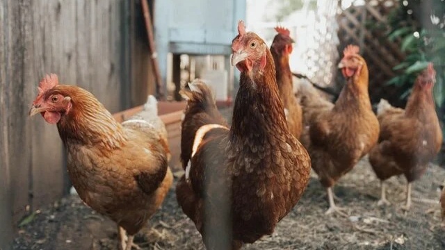 Produits avicoles: Baisse des prix du poulet et de la dinde en juillet 