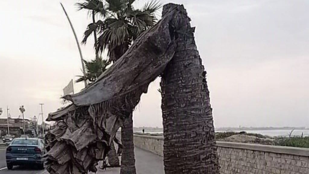 El Jadida : « Élégie des palmiers vacillants »
