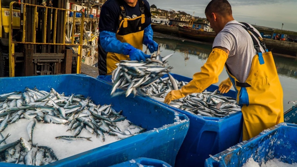 Pêche : hausse de 66% des débarquements de sardines à fin août 2026
