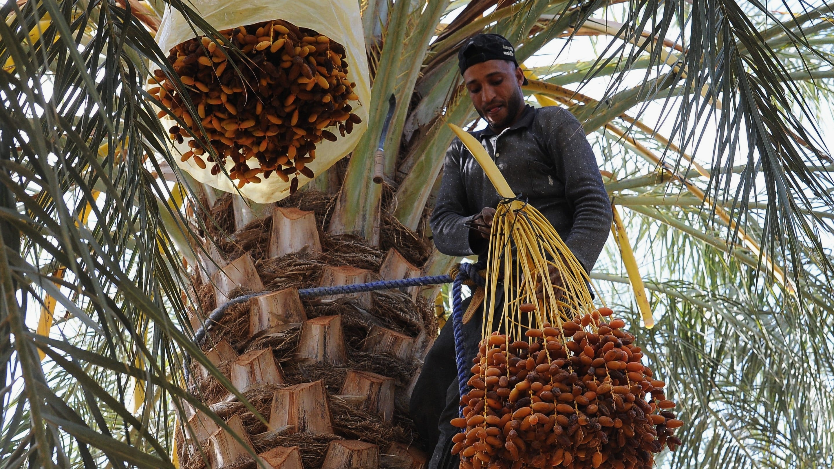 Dattes : une production nationale de 180 000 tonnes attendue pour la campagne 2026-2027