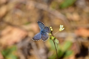 Chefchaouen: retrouvailles avec un papillon disparu depuis plus d'un siècle