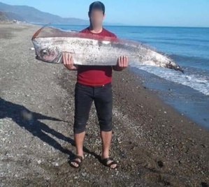 Jebha : échouage d'un régalec