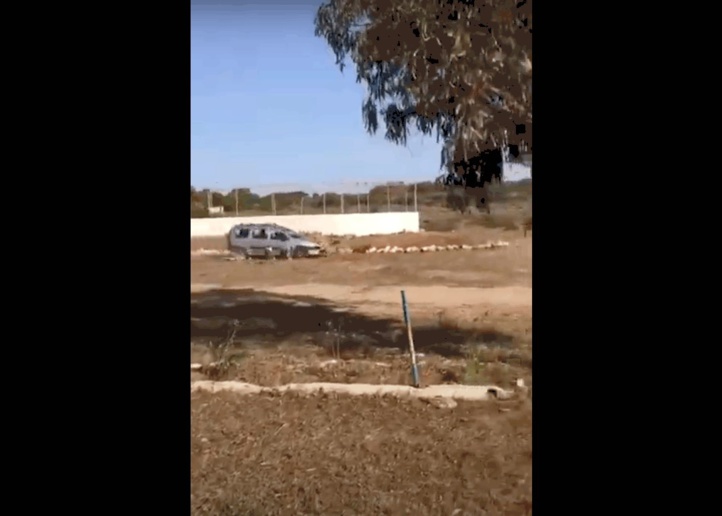 Plage David: Massacre de moutons par voiture-bélier