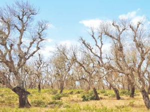 Rabat-Salé-Kénitra : La Maâmora sous la menace d’un insecte ravageur