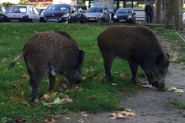 36 sangliers capturés dans des zones urbaines de Rabat