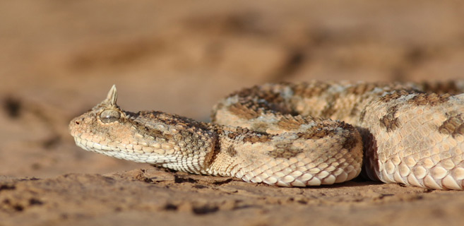 La saison des couleuvres et des vipères bat son plein