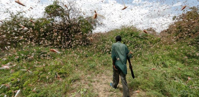 Criquet pèlerin : viendra, viendra pas ?