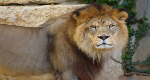 Les félins marocains face au déclin