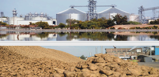 Doukkala / Sucrerie : Saison difficile, bilan encourageant !