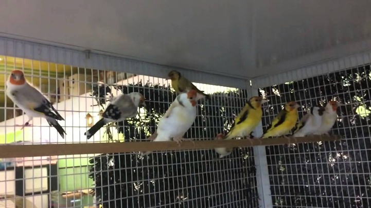 Fqih Ben Salah : Avortement d'une tentative de trafic de 720 chardonnerets