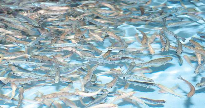 Béni Mellal-Khénifra : La pisciculture pour sauver l’agriculture