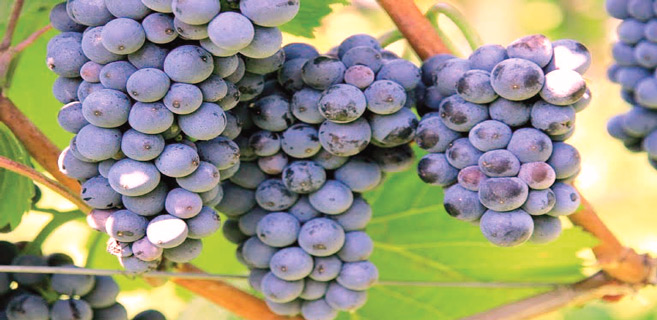 El Jadida : Des vertus du raisin des Doukkala !