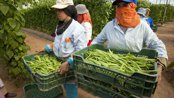 Agriculture : Les exportations marocaines vers l’Espagne ne cessent d’augmenter