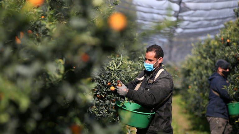 France: En Corse, la récolte des clémentines «sauvée» par les saisonniers marocains