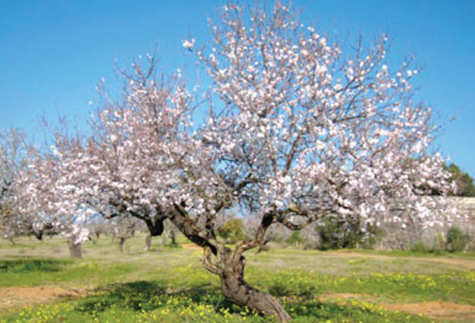 Guercif : Développement des filières du lait et de l’amandier