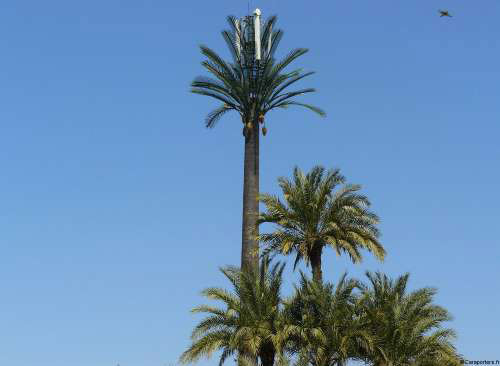 Un livre sur les palmiers de Marrakech