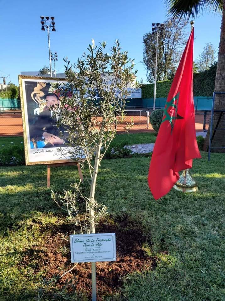 Casablanca : Un olivier planté en signe de fraternité entre musulmans et juifs