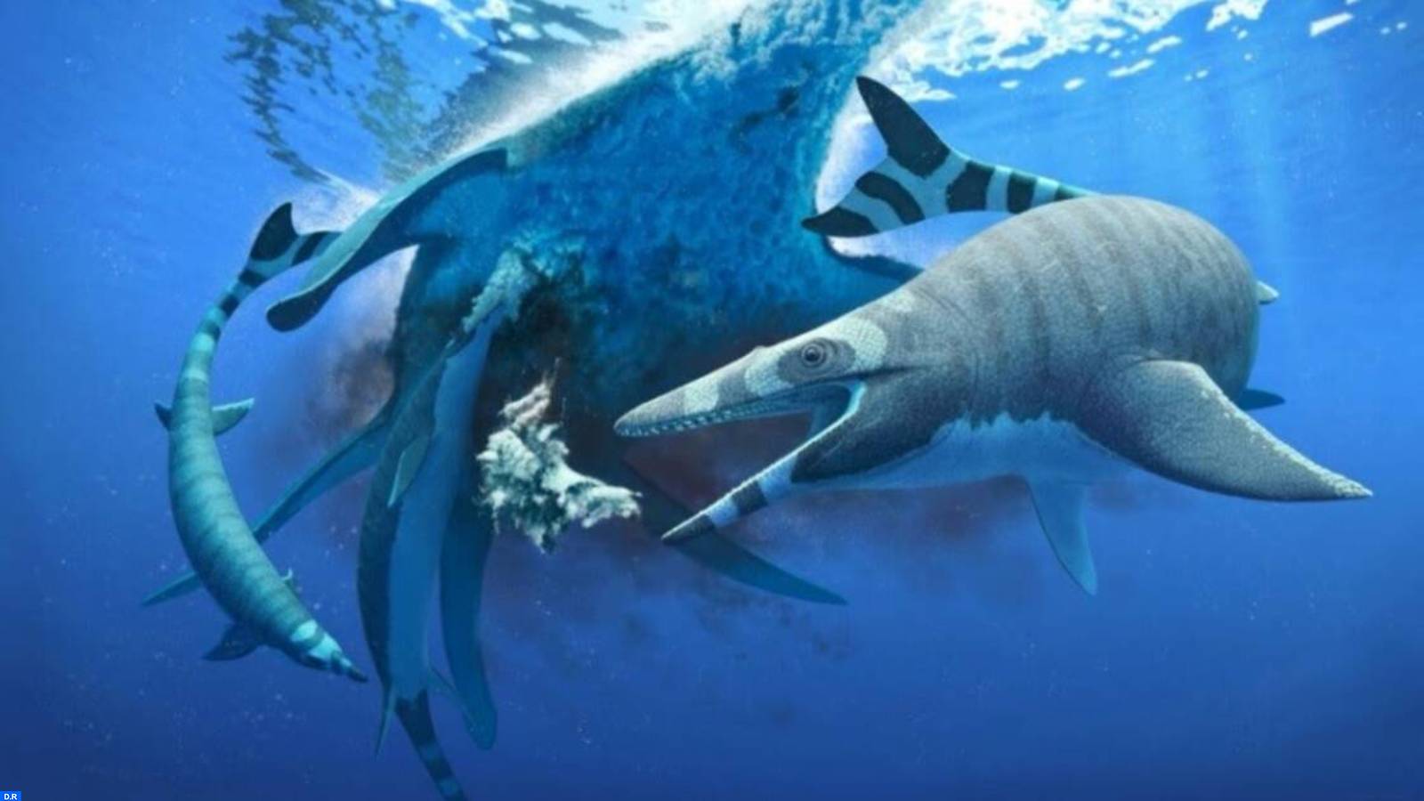 Maroc: découverte d'un nouveau mosasaure du Crétacé, lézard marin aux "dents de requins"