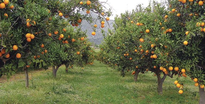 Rabat-Salé-Kénitra : Une production prévisionnelle de 600.000 tonnes en agrumes