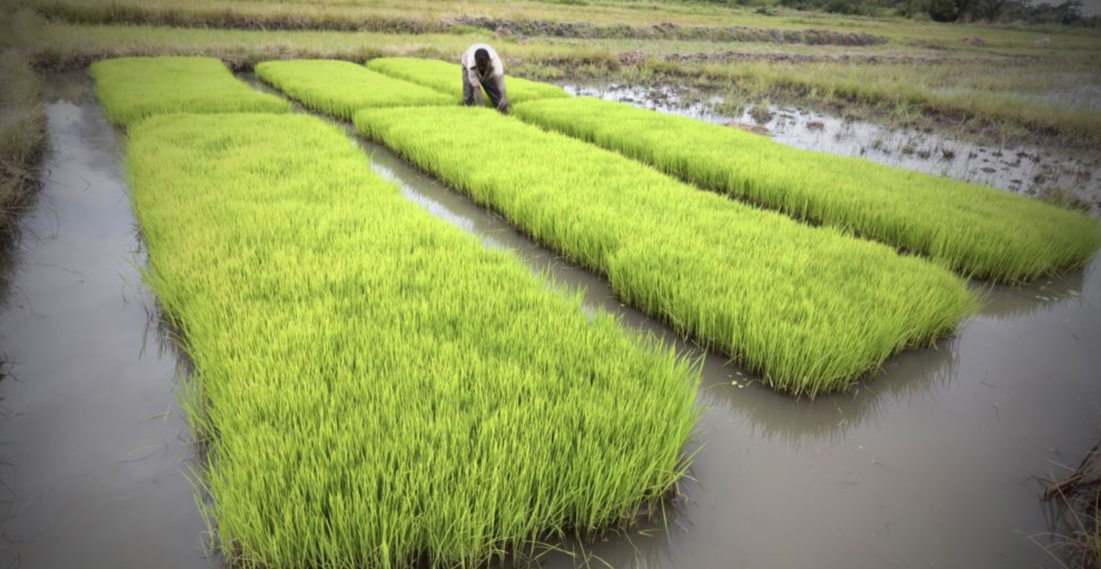 OCP Africa et la BID au chevet de la riziculture ivoirienne