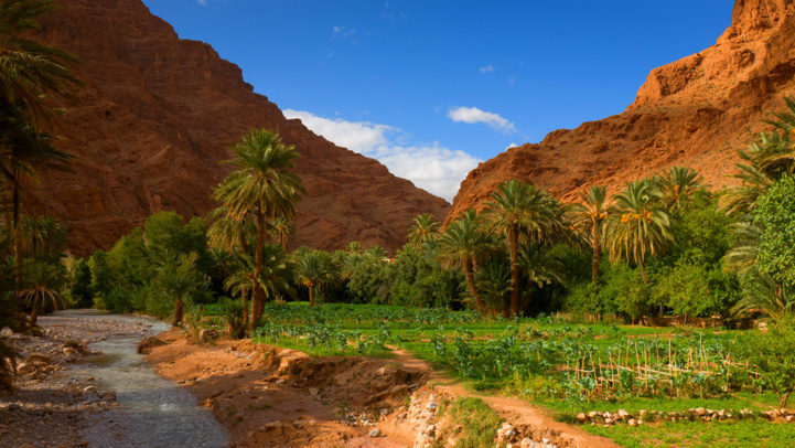 Gestion participative et intégrée : Ultime chance pour sauver les oasis du Royaume