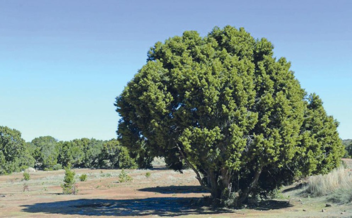 Genévrier thurifère : Ce doyen des forêts confronté à de multiples dangers