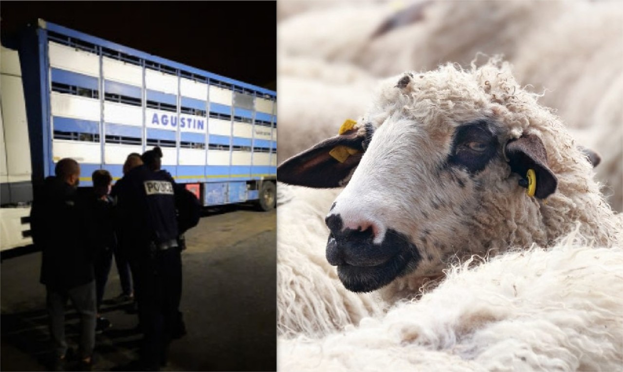 Aid El Adha : les arnaqueurs en France ne chôment pas !