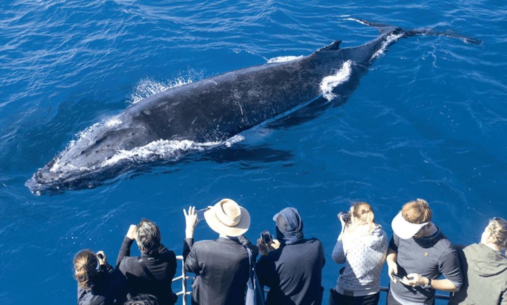 Pescatourisme et Whale-watching : Deux filières de l’économie bleue à développer d’urgence