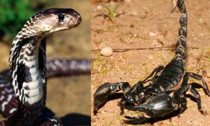 Saison estivale : Attention aux piqûres de scorpions et morsures de serpents