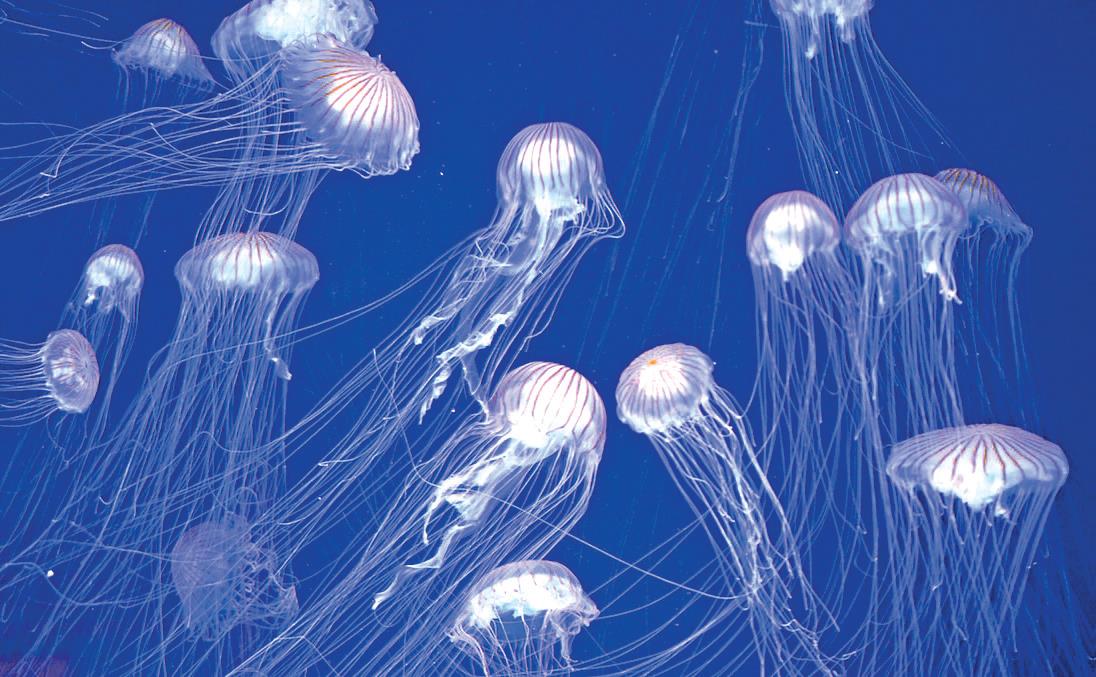 Méditerranée : La prolifération des méduses inquiète les Marocains