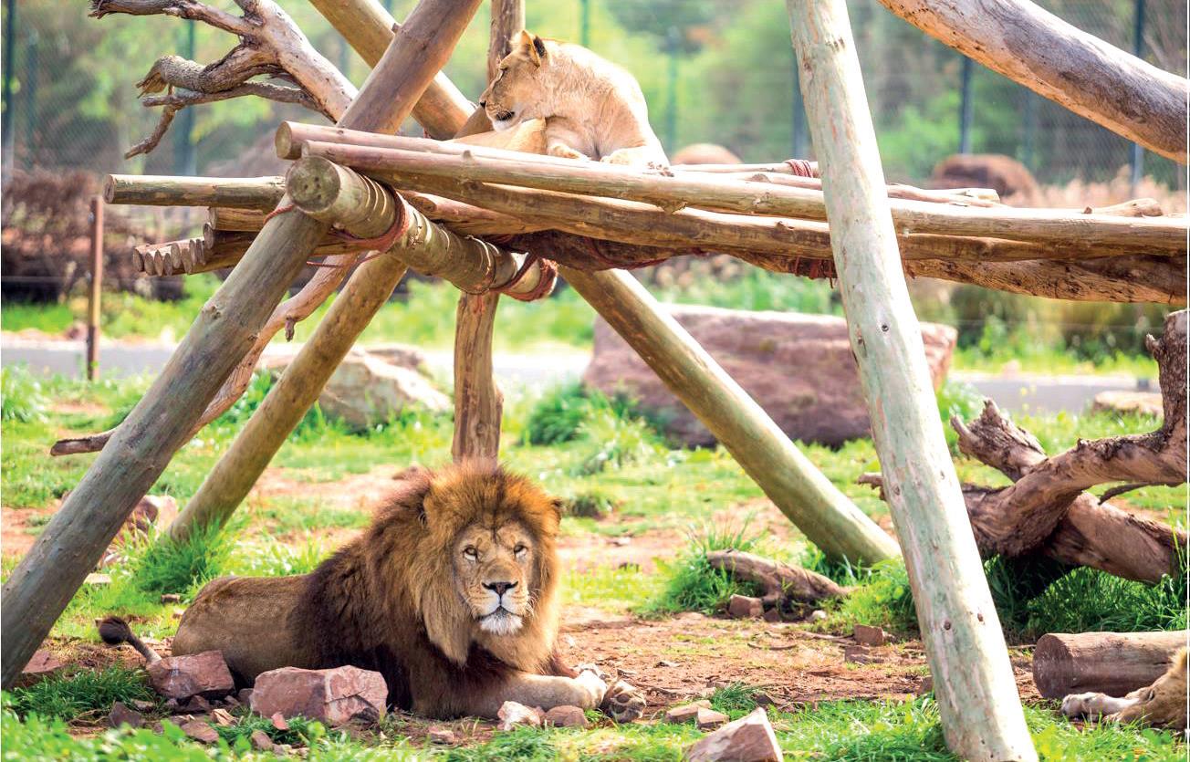 Journée mondiale du lion : Le destin incertain de l’emblématique lion de l’Atlas