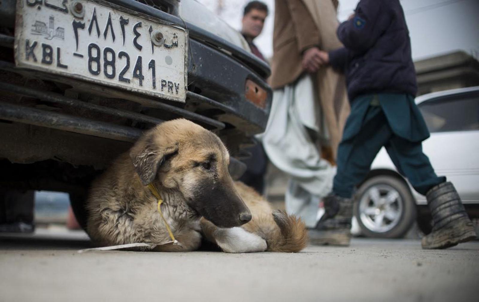 Afghanistan / Evacuation : les chiens et chats d’abord !