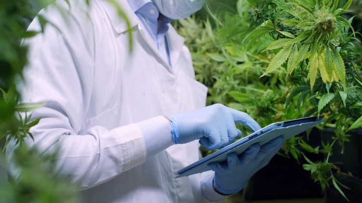 Usage licite du cannabis : Désignation des membres de l’Agence relative à la gestion du cannabis