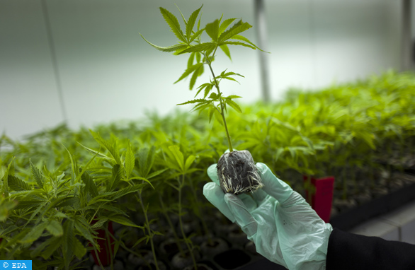 Cannabis : Signature de quatre conventions pour le renforcement de la recherche scientifique
