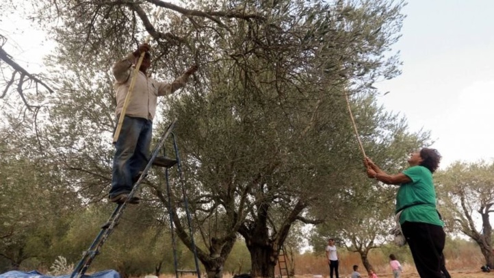 Liban-Israël : Israël ouvre ses frontières aux ouvriers agricoles libanais